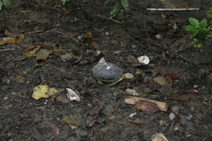 Cuora flavomarginata