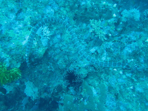 Chinese Sea Krait — seen at this dive site