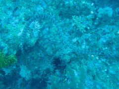 Laticauda semifasciata