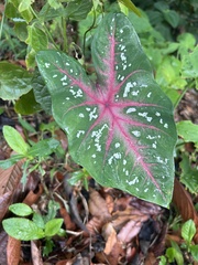 Caladium bicolor image