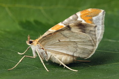 Eulithis pyropata