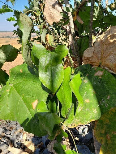 Aristolochia image