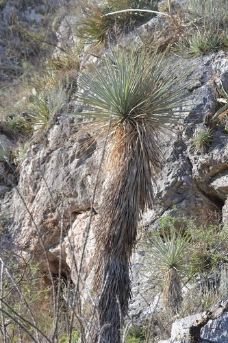 Image of Yucca rigida by (c) Mauricio Calderón, some rights reserved (CC BY)