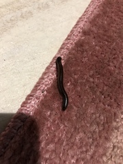 Leptogoniulus sorornus