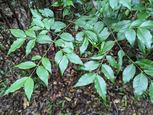 Euonymus lutchuensis iNat (3)
