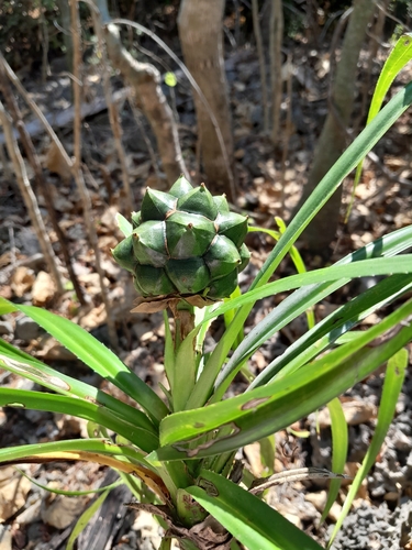 Pandanaceae image