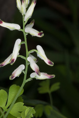 Fumaria capreolata capreolata