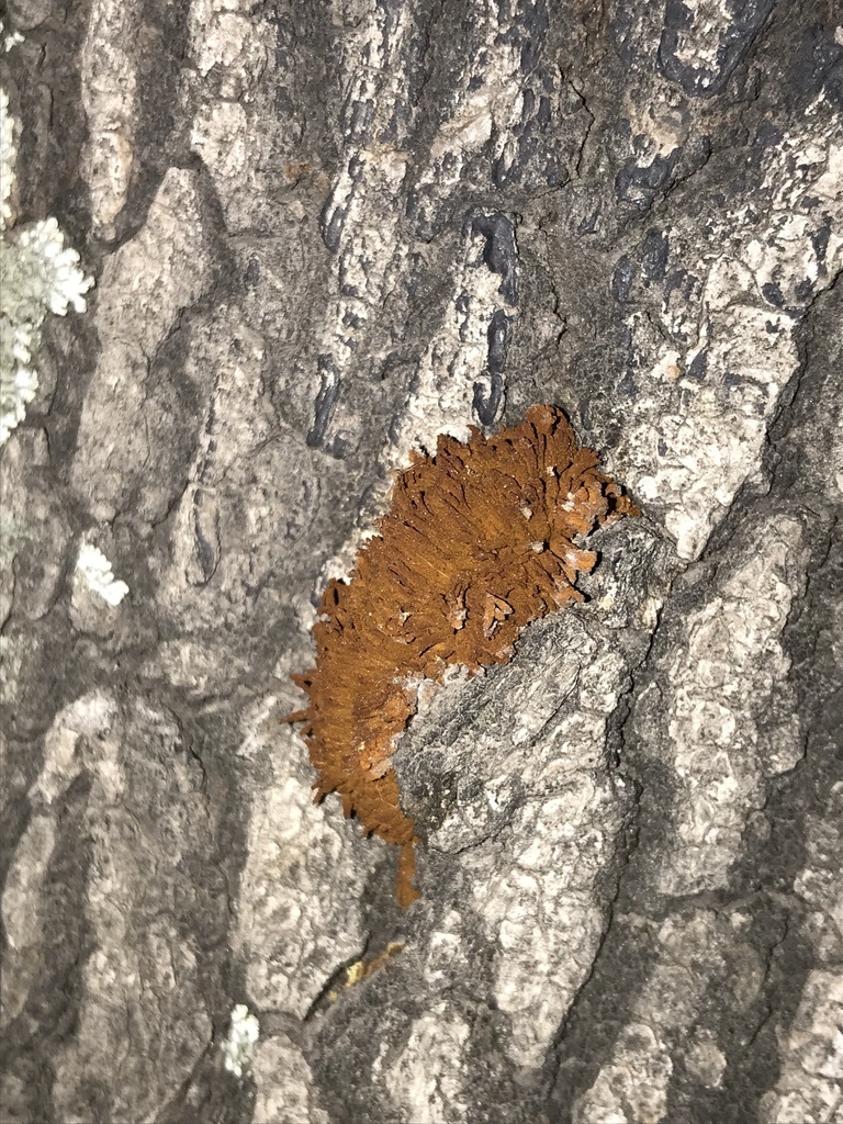 Inonotus rickii · June 2023 · photo: © tutitah (iNaturalist, cc0)