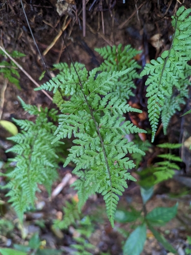 Thelypteris miyagii iNat (1)