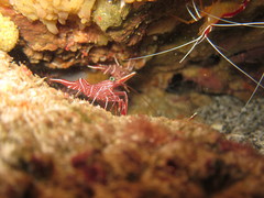 Rhynchocinetes durbanensis