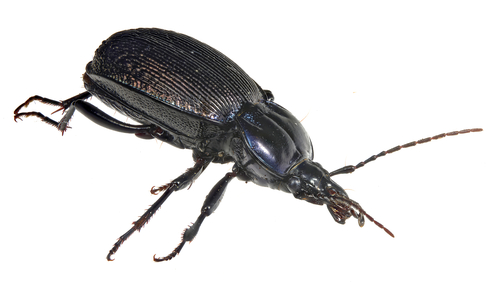 Leconte's False Snail-eating Beetle