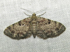 Eupithecia abietaria