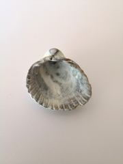 Cerastoderma glaucum