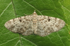 Eupithecia abietaria