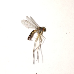 Amblypsilopus variegatus