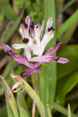 Fumaria bicolor