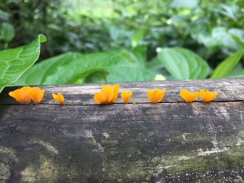 Dacrymyces spathularia