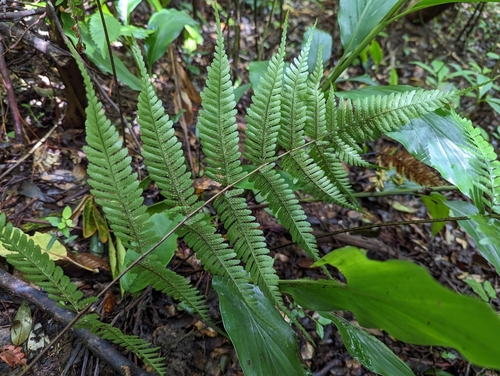 Dryopteris koidzumiana iNat (1)