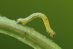 Eupithecia assimilata