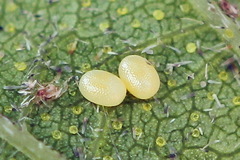 Eupithecia assimilata