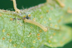 Eupithecia assimilata