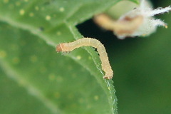 Eupithecia assimilata