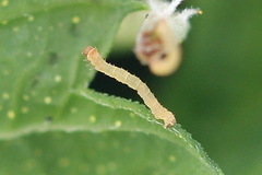 Eupithecia assimilata