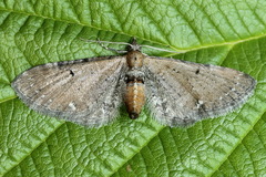 Eupithecia assimilata