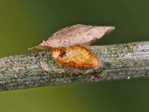 Holly Scale