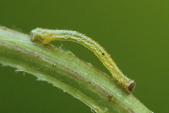 Eupithecia assimilata