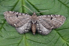 Eupithecia assimilata