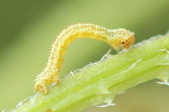Eupithecia assimilata
