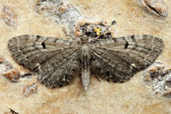 Eupithecia assimilata