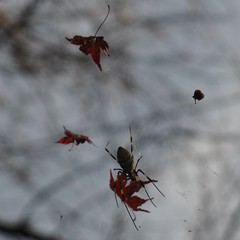 Trichonephila clavata