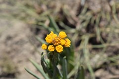 Senecio glaberrimus