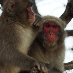 Macaca fuscata