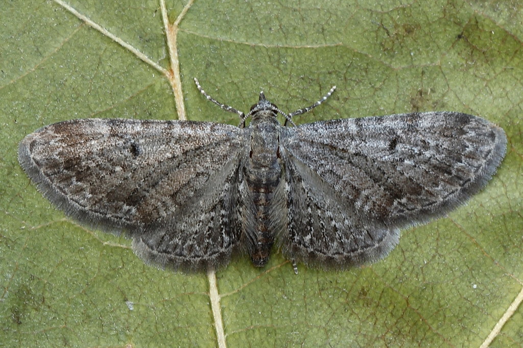 Eupithecia exiguata