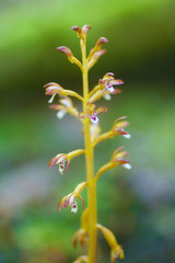 Corallorhiza maculata maculata