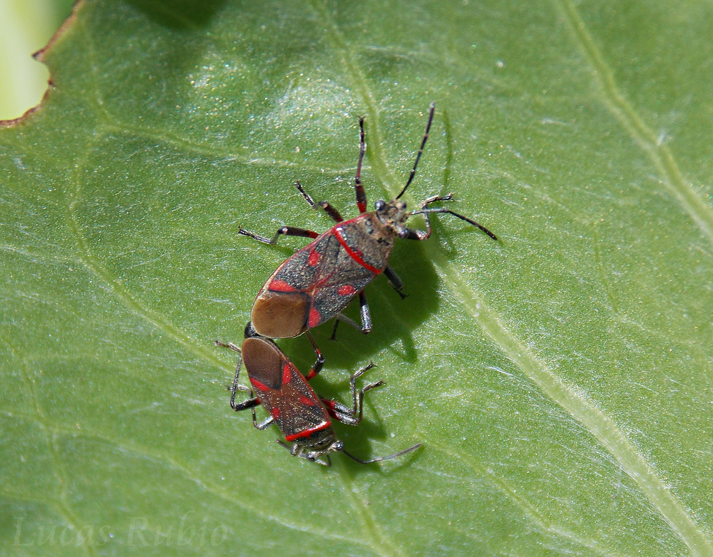 Acinocoris lunaris