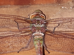 Anax speratus