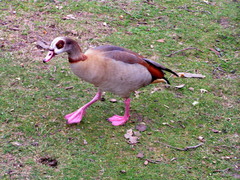 Alopochen aegyptiaca