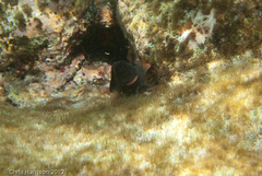 Ophioblennius macclurei