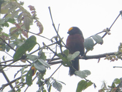 Catamblyrhynchus diadema