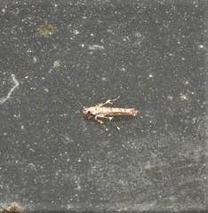 Anatrachyntis rileyi