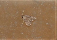 Tolpiodes oligolasia