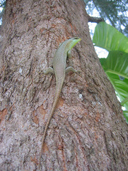 Dasia olivacea