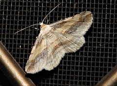 Syneora lithina