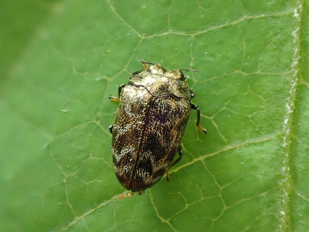 ヌスビトハギチビタマムシ