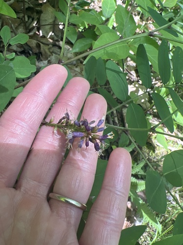 Amorpha glabra, 2023-06-10