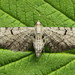 Eupithecia extraversaria - Photo (c) Andrey Ponomarev, some rights reserved (CC BY-NC), uploaded by Andrey Ponomarev